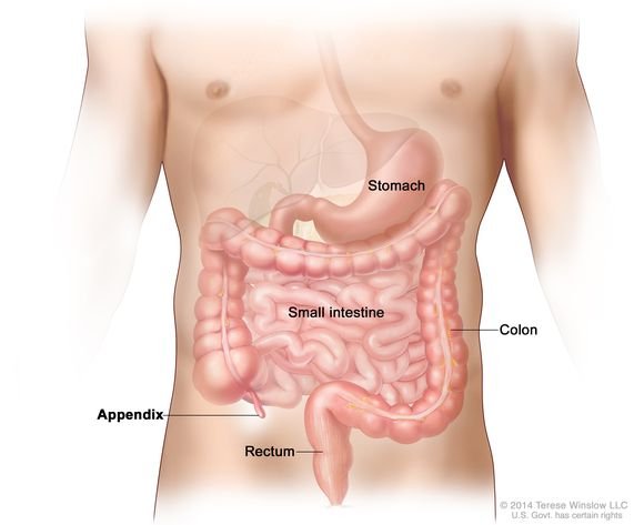 Appendix treatment